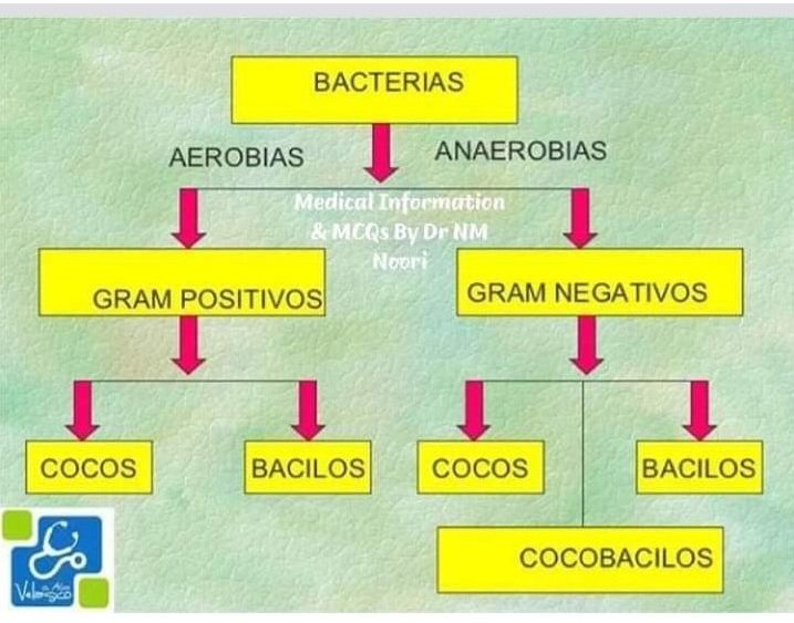 Classification of Bacteria, Classification of Bacteria