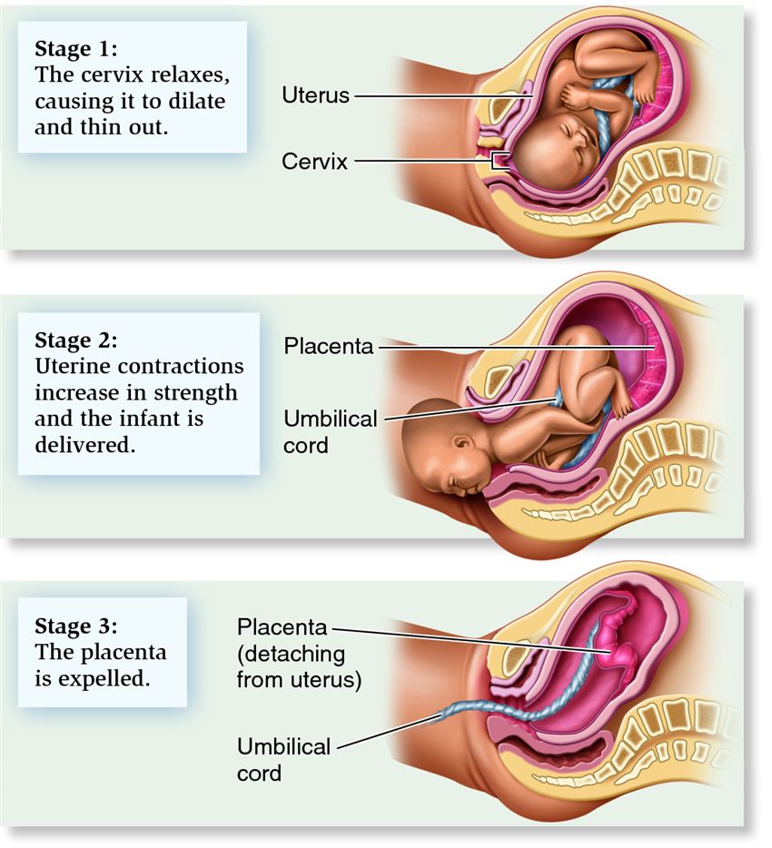 Three Stages of Child birth, Three Stages of Child birth
