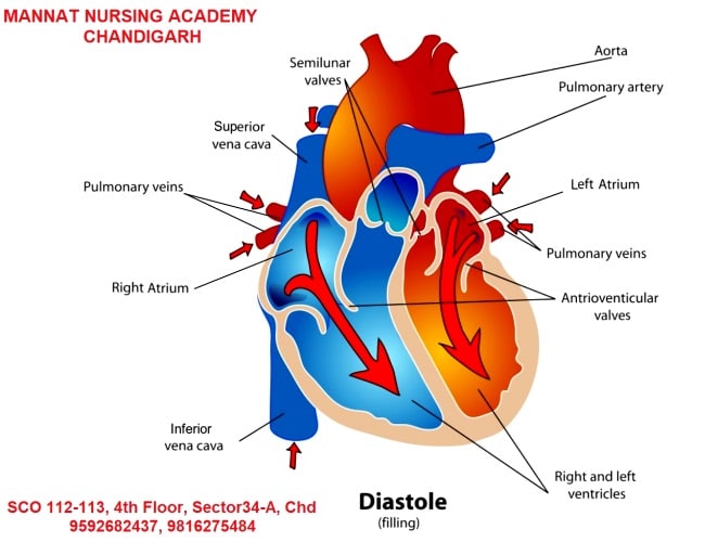 Cardiac Cycle, Cardiac Cycle