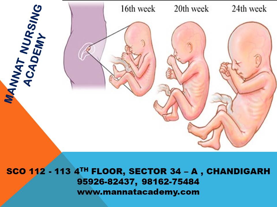 Second Trimester of Pregnancy, Second Trimester of Pregnancy